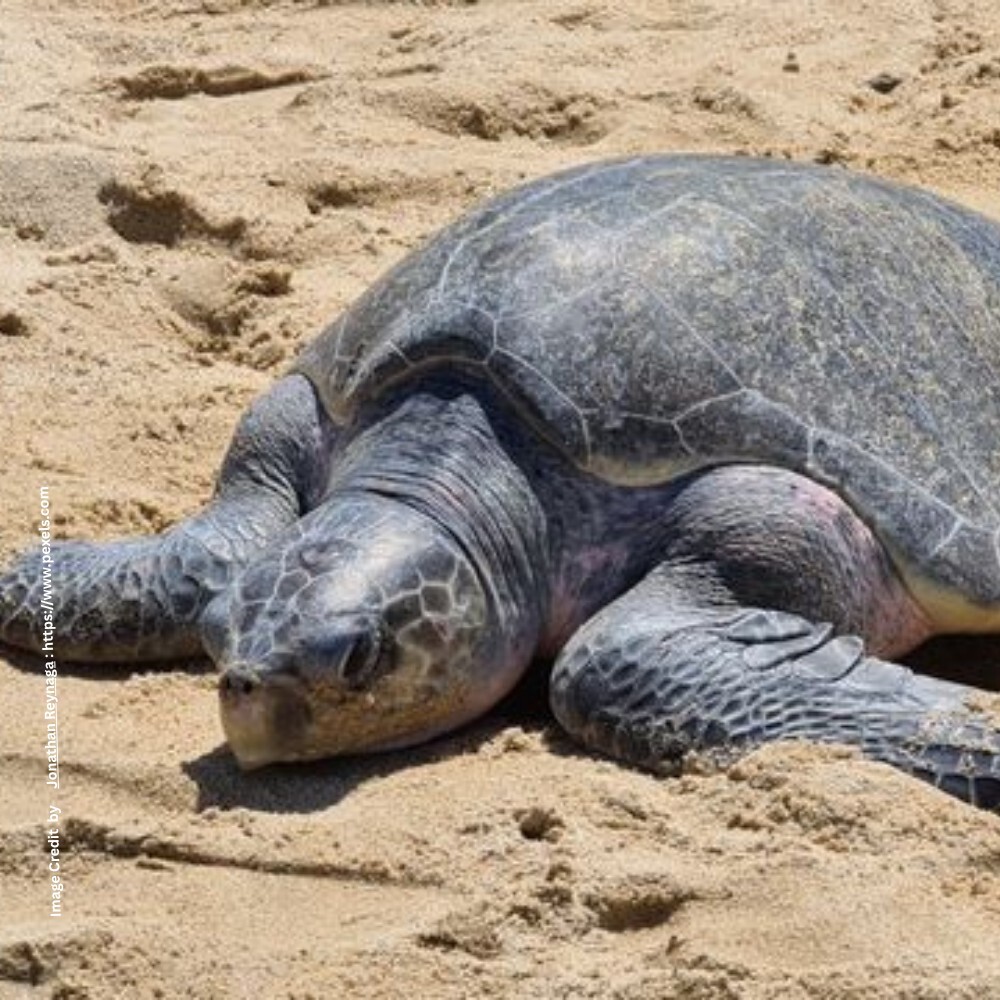 Olive Ridley Turtle
