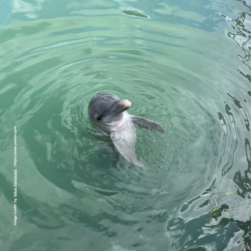 Dolphin