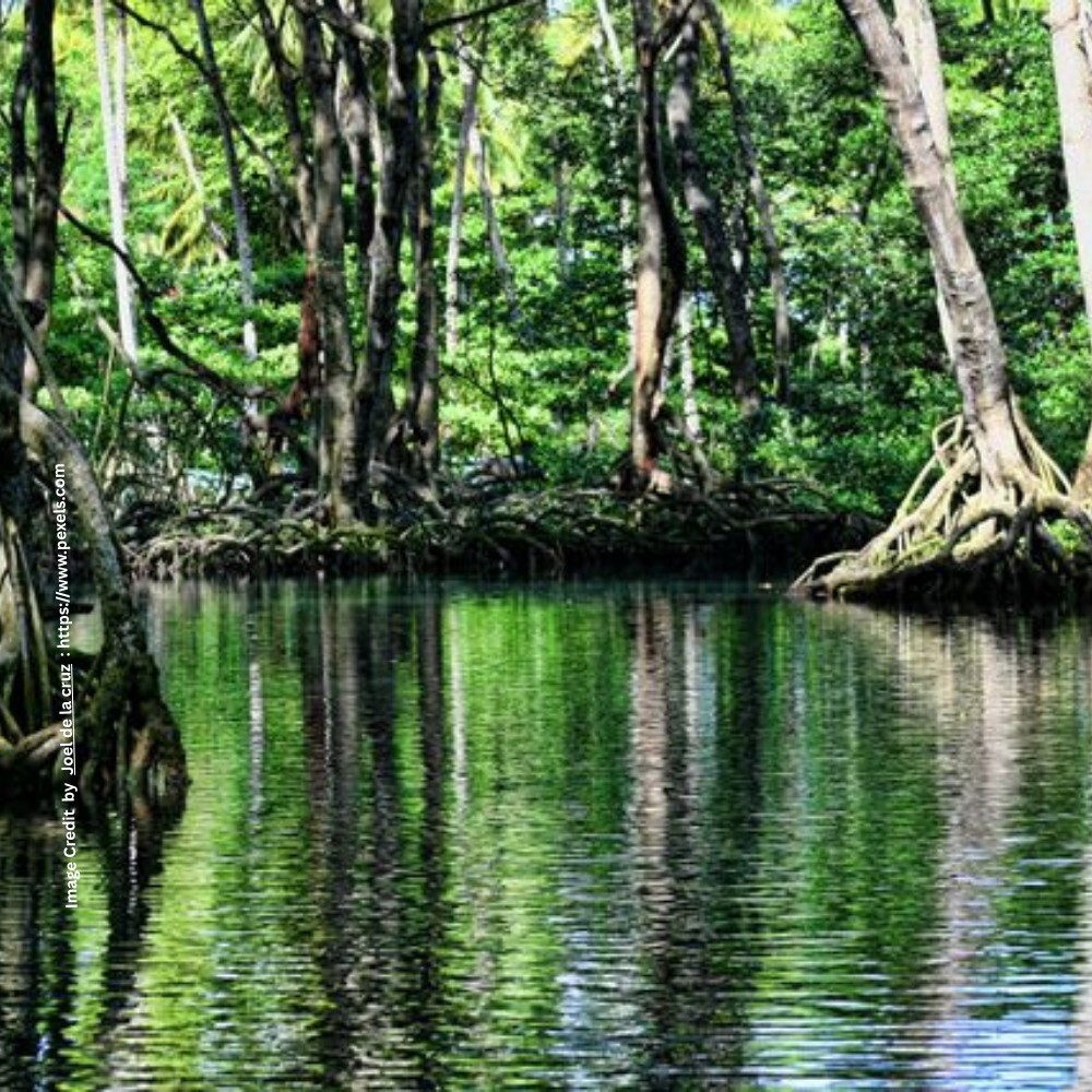 Mangrove Conservation Day