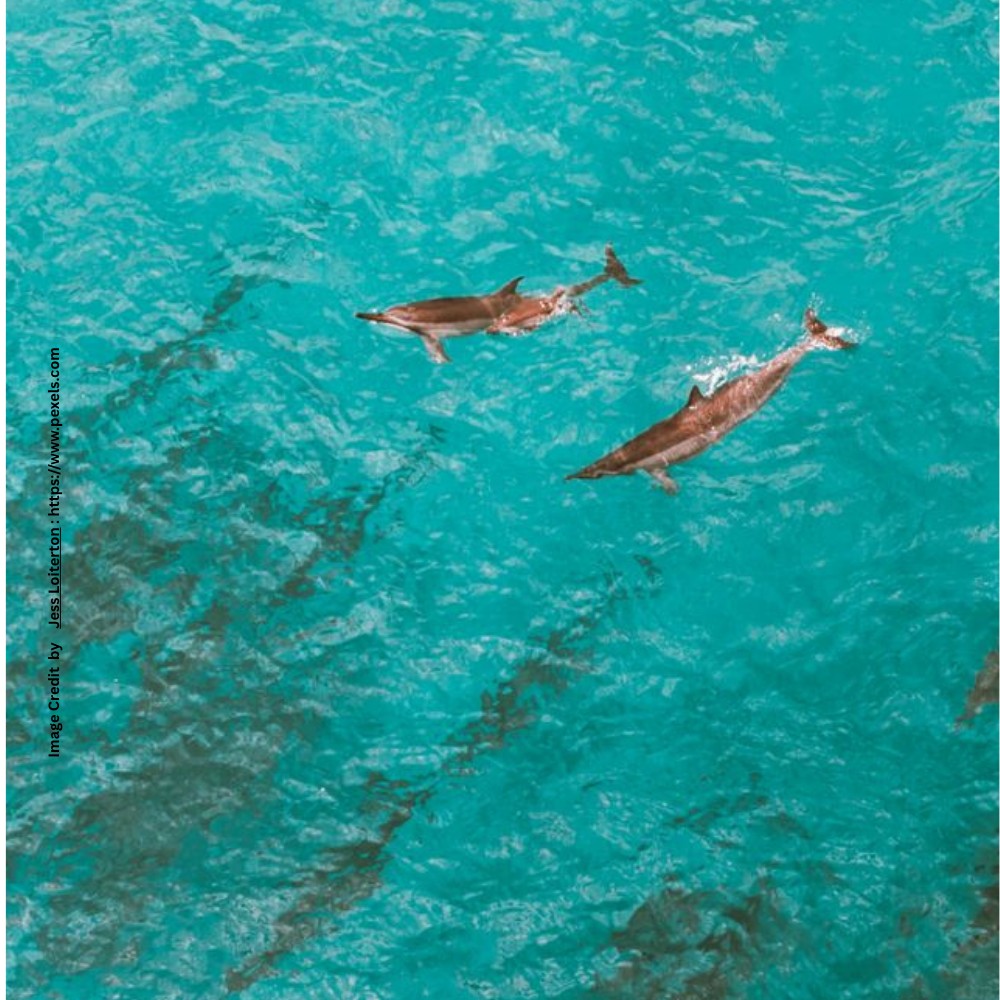 Dolphin Facts