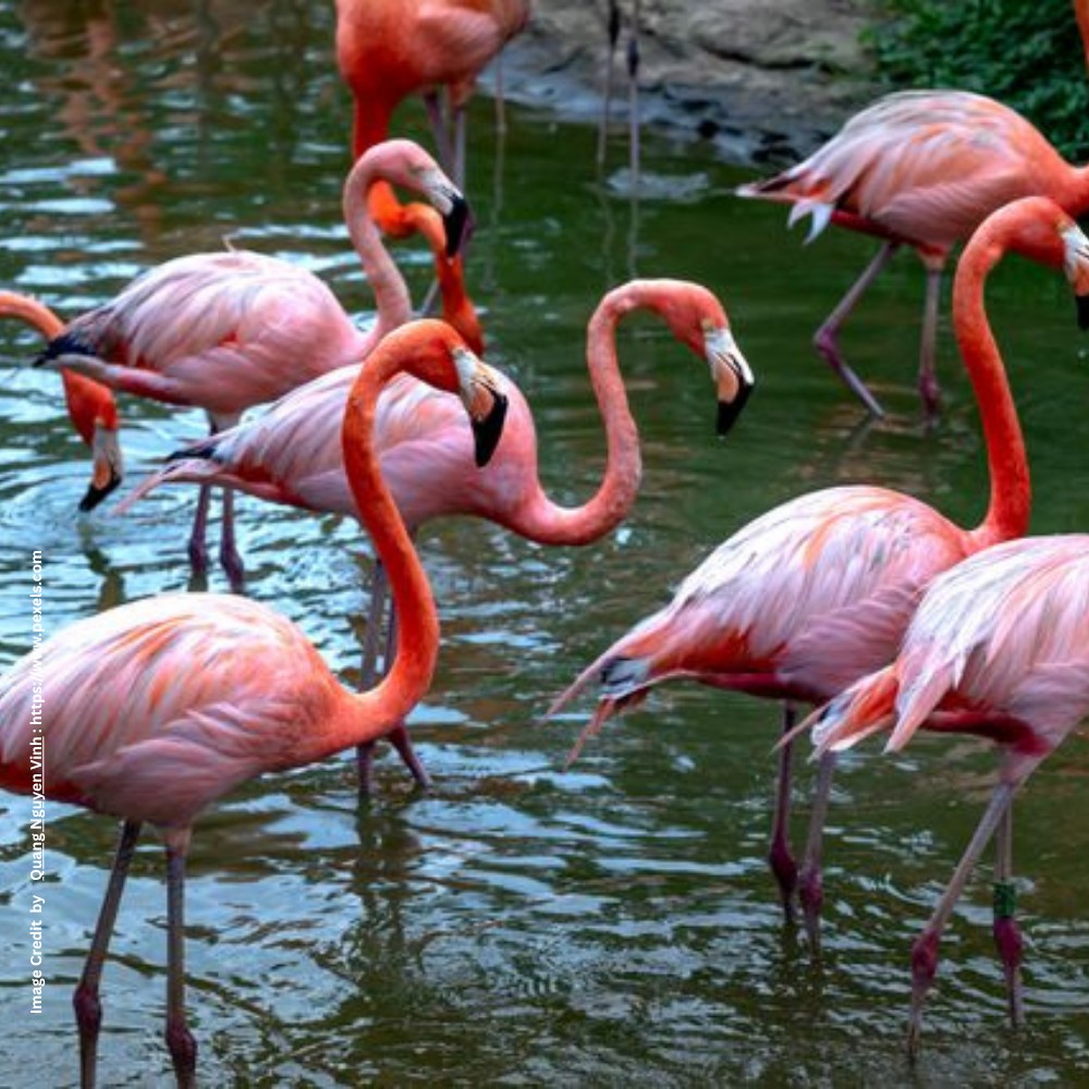 Flamingo Habitat