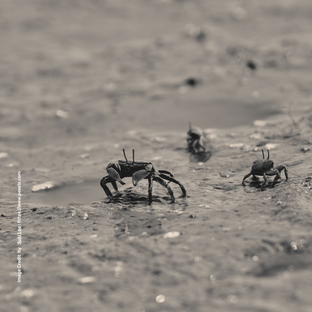Crabs