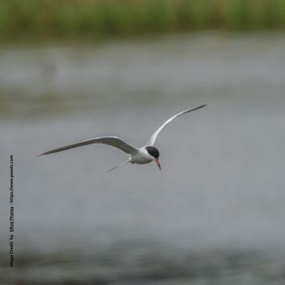 Seabirds