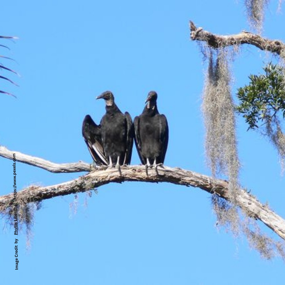 Conservation of Vultures