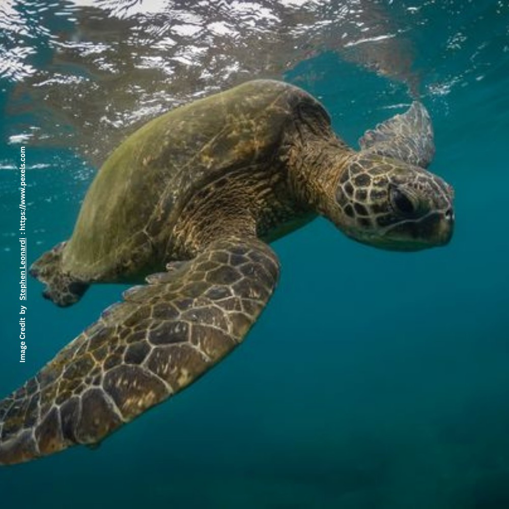 Green Sea Turtle