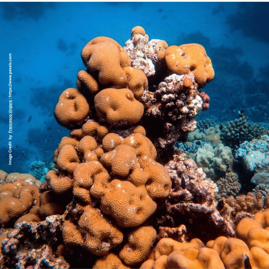 Coral Reefs