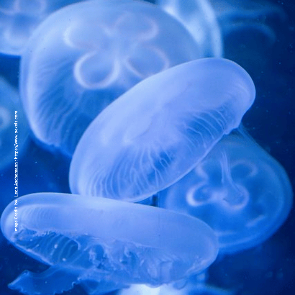 Jellyfish
