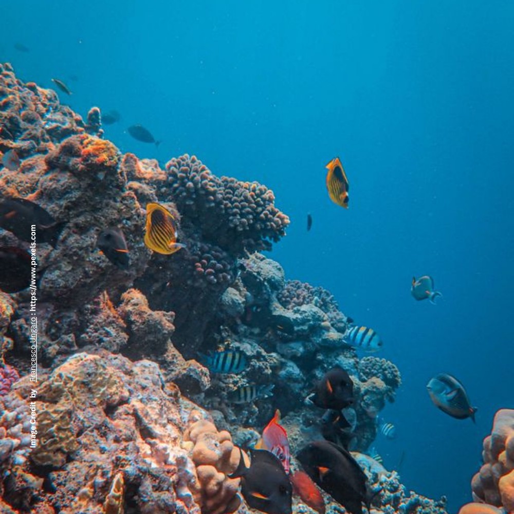Marine Biodiversity