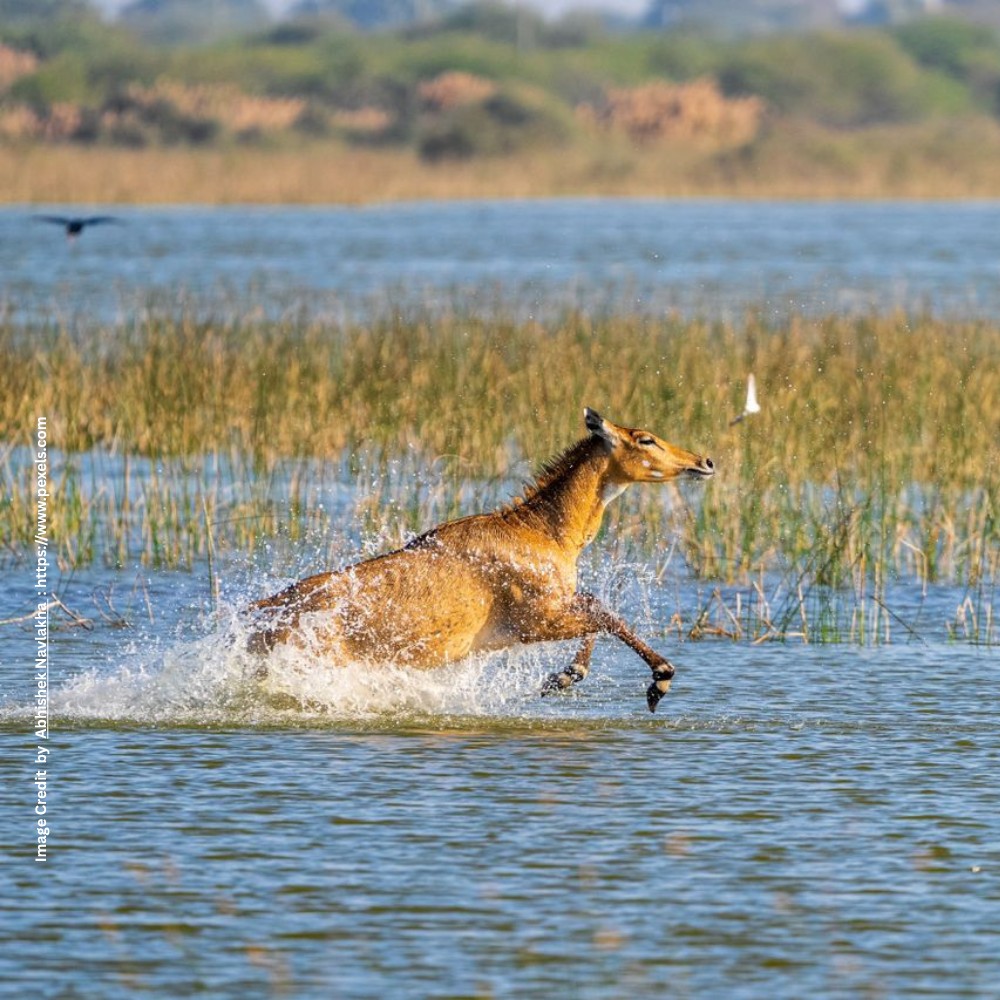 Namami Gange Wildlife Conservation