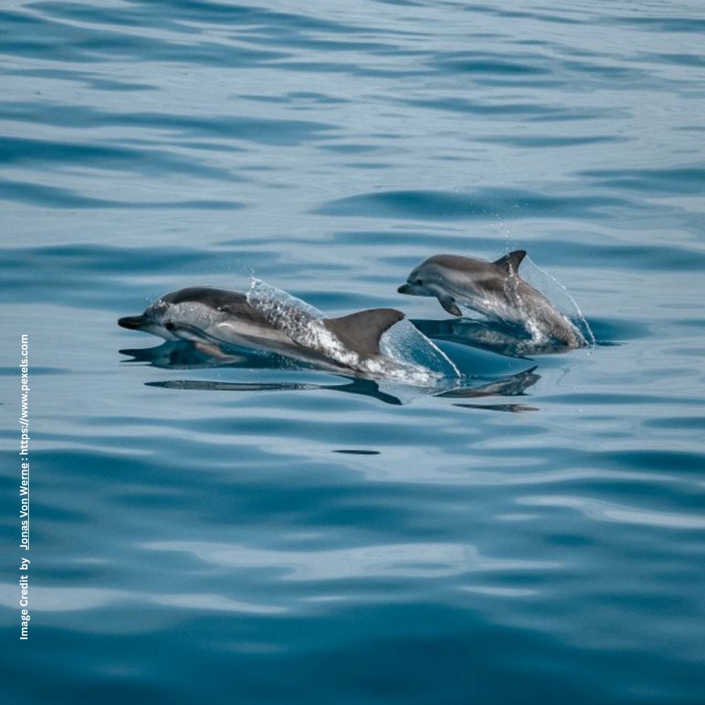 Ganges River Dolphin