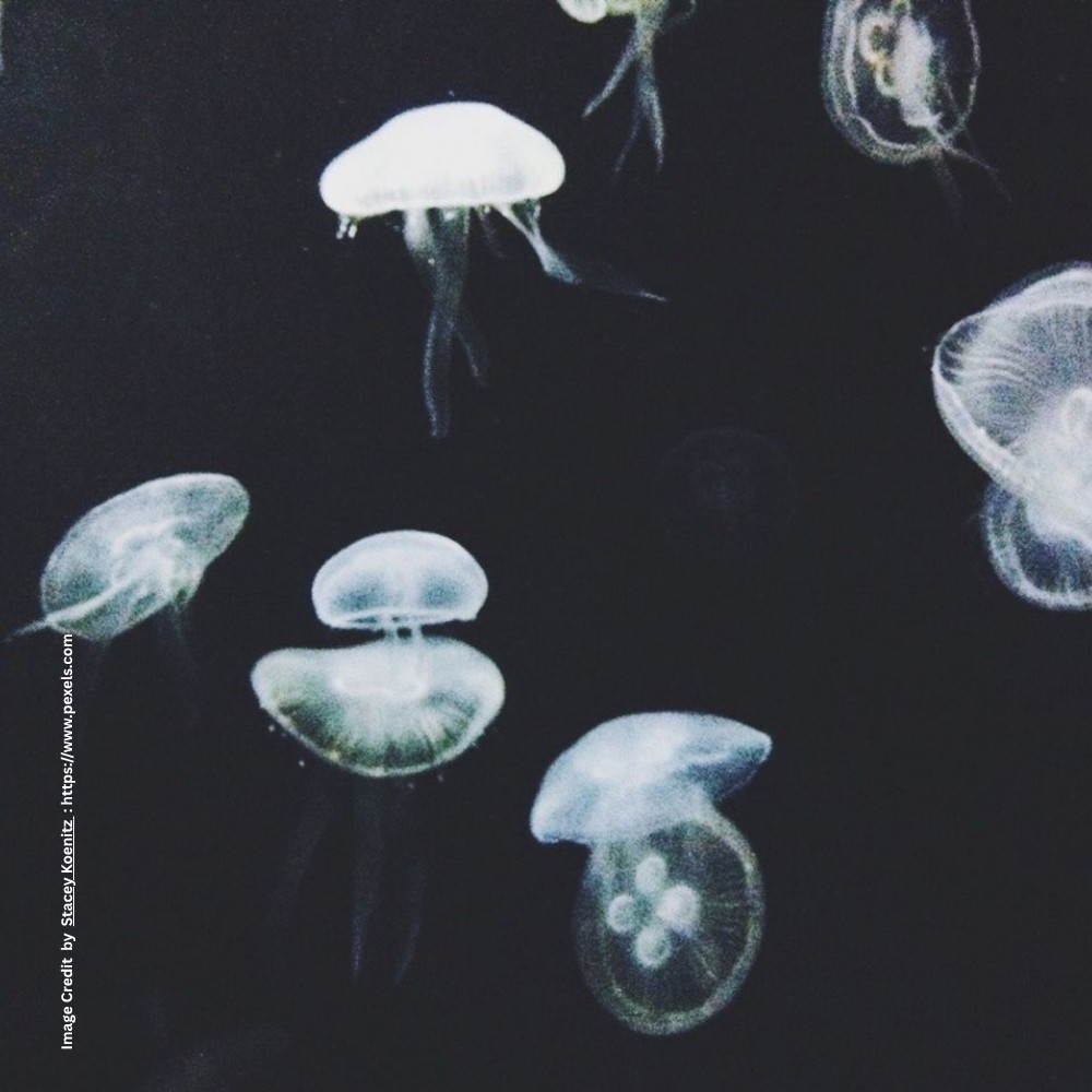 Jellyfish