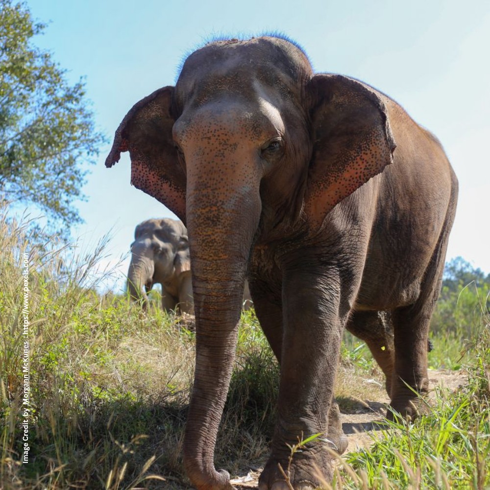 World Elephant Day 2026