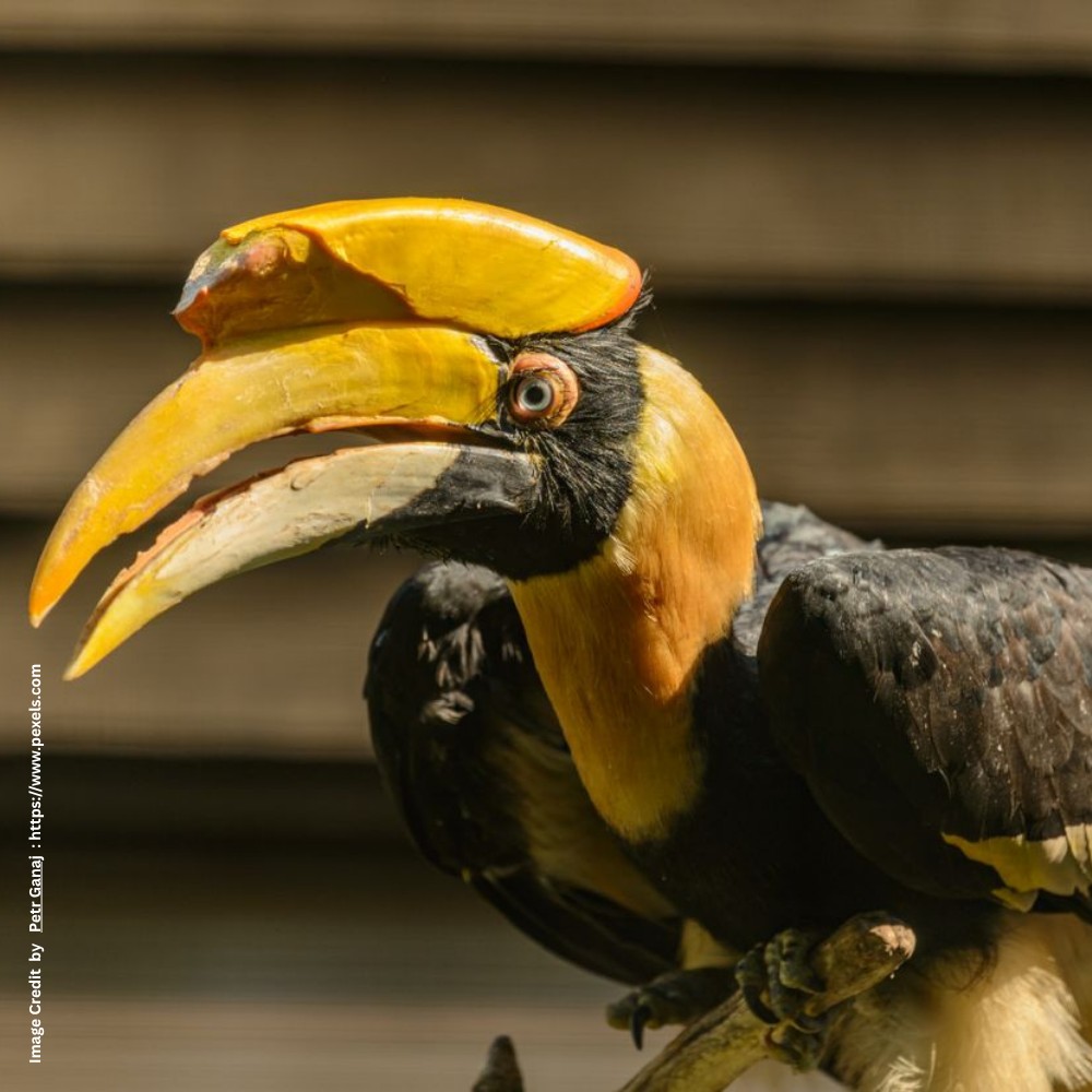 Great Hornbill