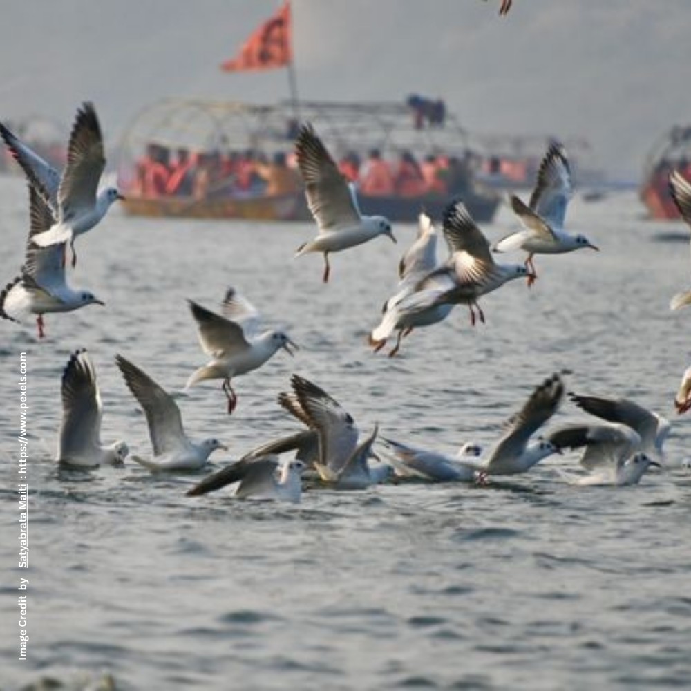 Ganga Biodiversity