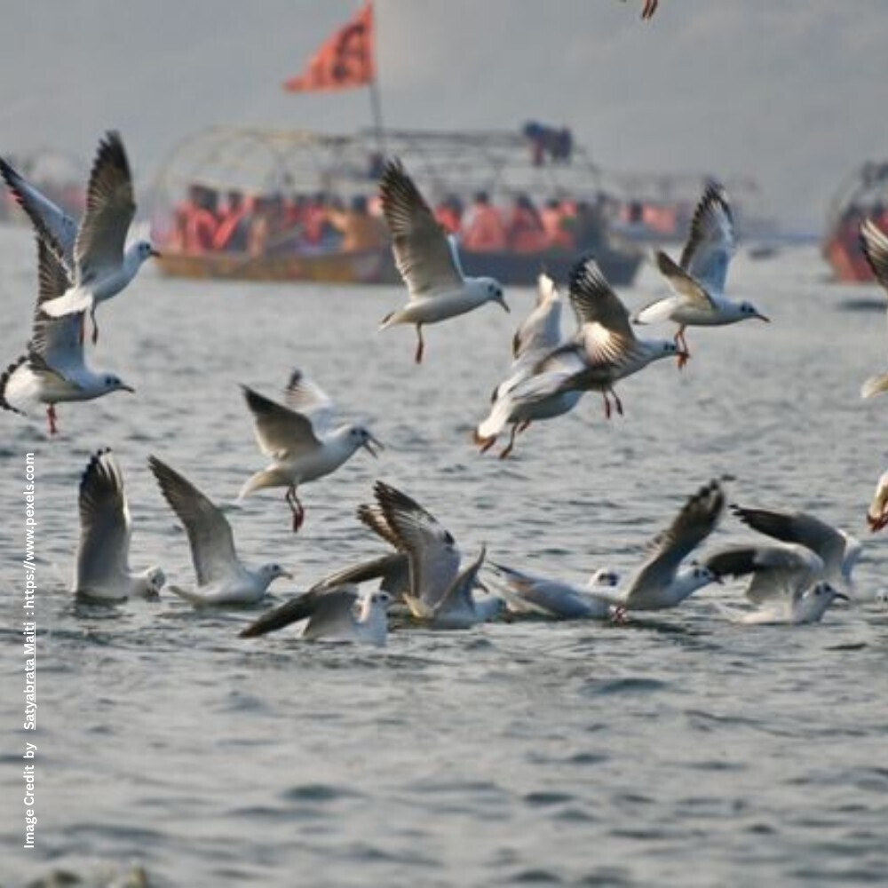 Ganga Biodiversity