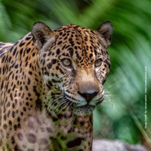 International Jaguar Day