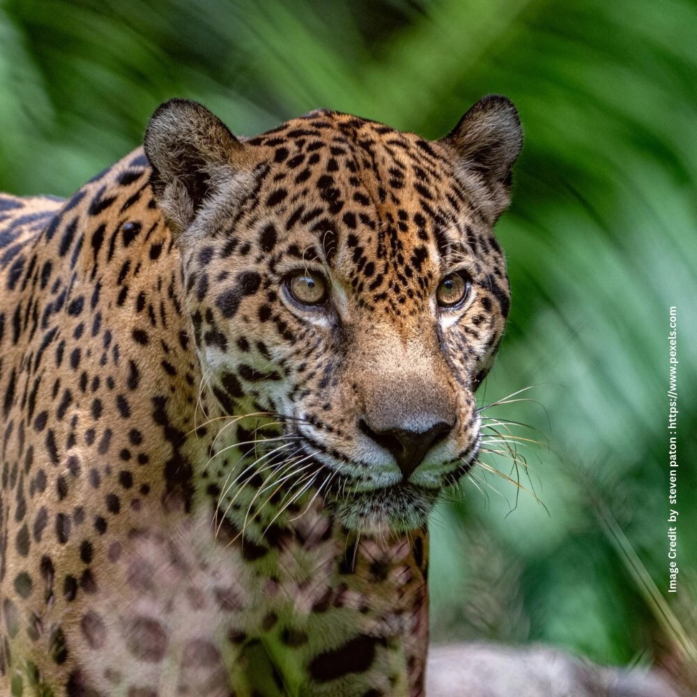 International Jaguar Day