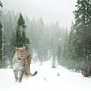 Snow Leopard