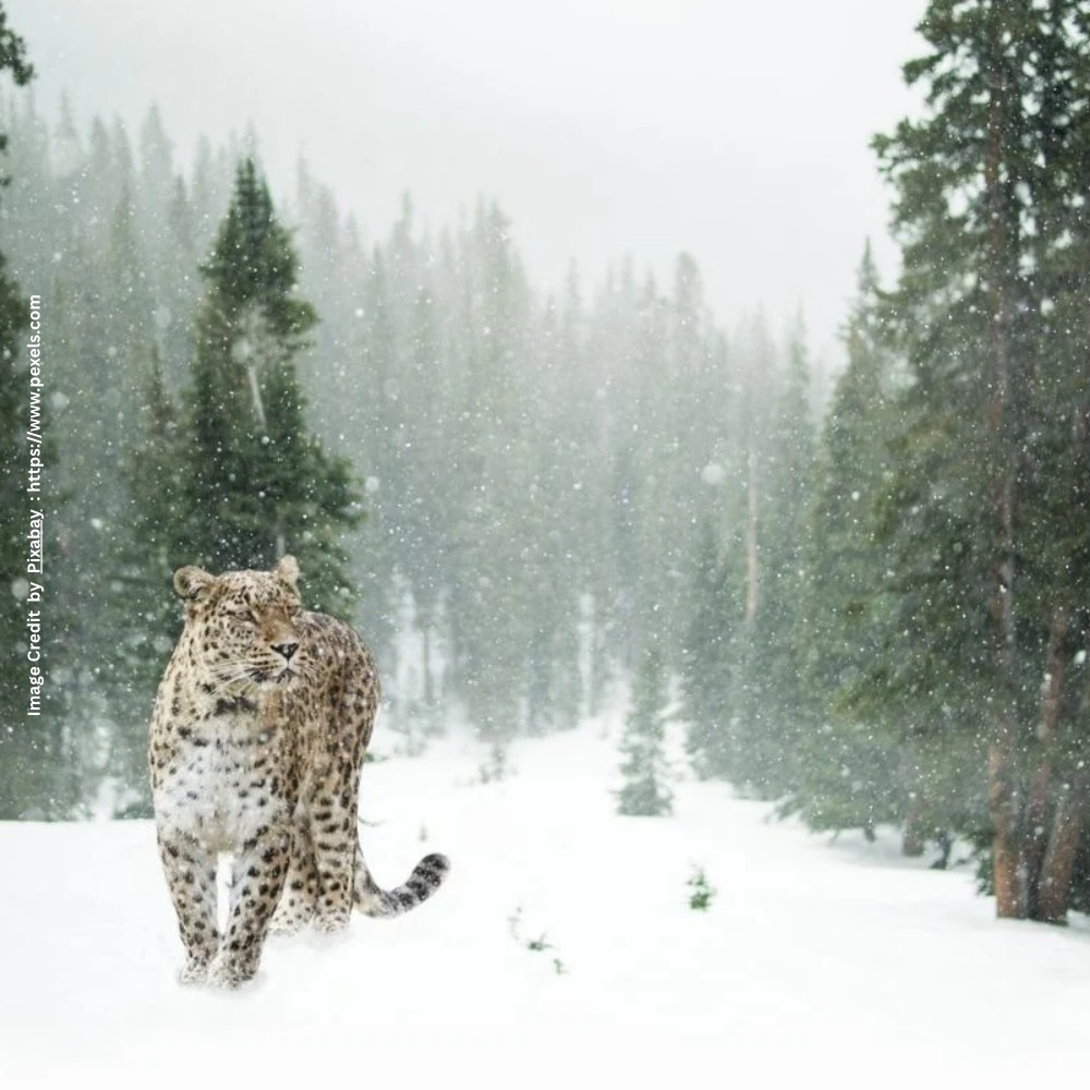 Snow Leopard