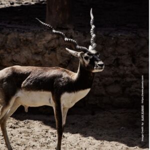 Blackbuck