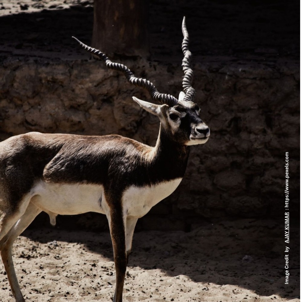 Blackbuck
