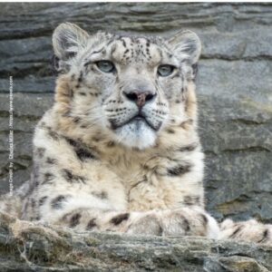 Snow Leopard Conservation