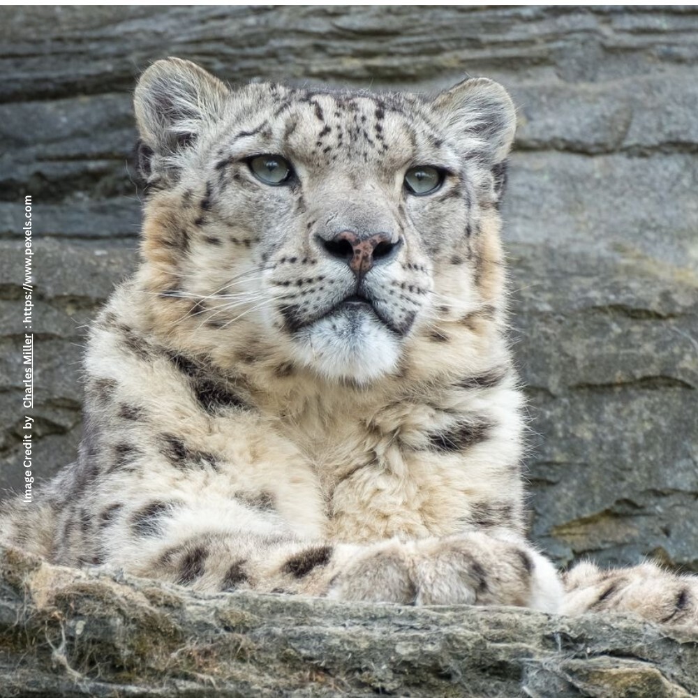 Snow Leopard Conservation