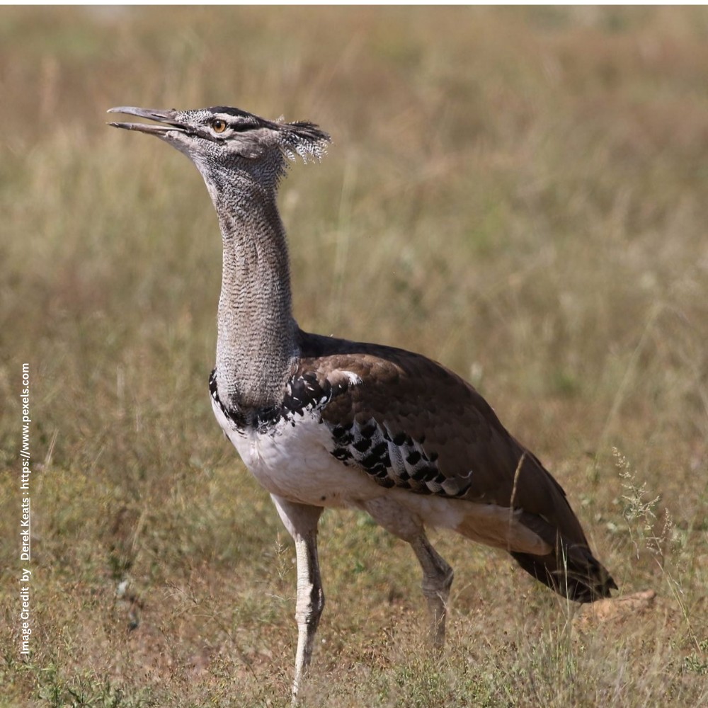 Great Indian Bustard