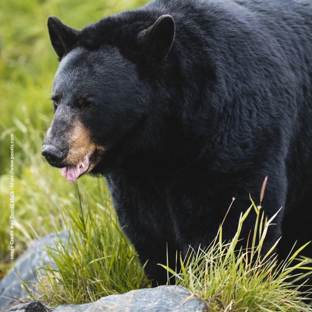 Bear