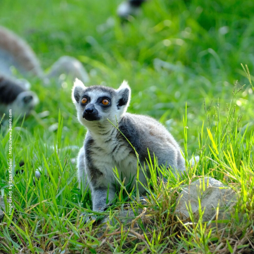 World Lemur Day